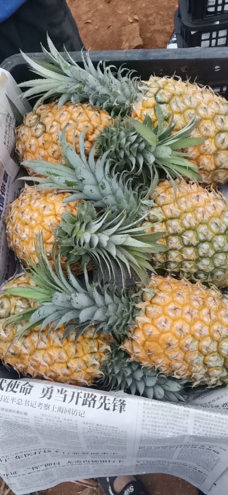 清甜可口，营养丰富，吃着满口浓郁香味。可增进食欲。