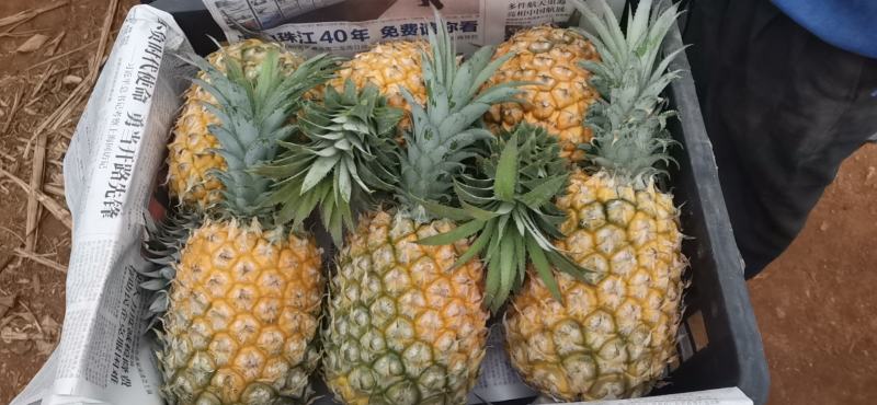清甜可口，营养丰富，吃着满口浓郁香味。可增进食欲。