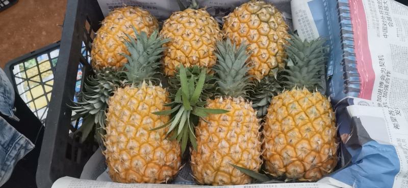 清甜可口，营养丰富，吃着满口浓郁香味。可增进食欲。