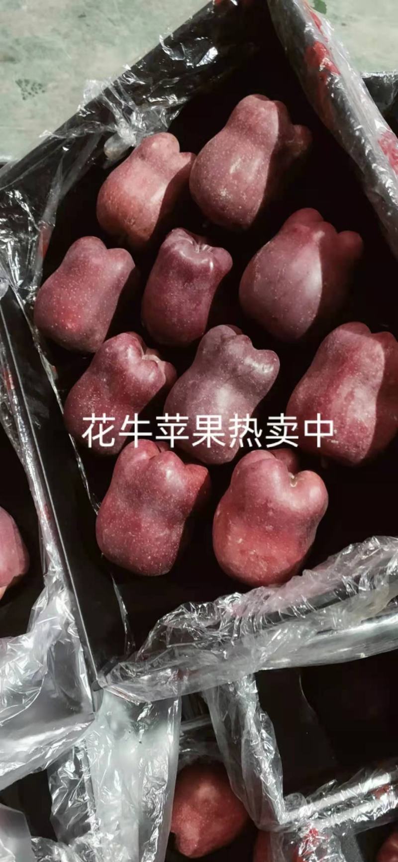 【有好货】甘肃新鲜应季水果花牛苹果大量供应品质保证批发