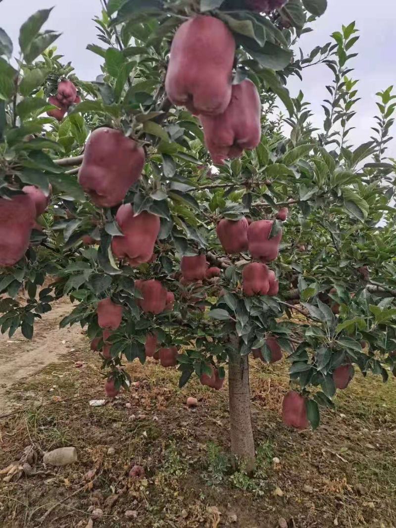 【有好货】甘肃新鲜应季水果花牛苹果大量供应品质保证批发