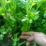 芹菜种籽，速生小芹菜，四季香芹菜种籽，产地直销