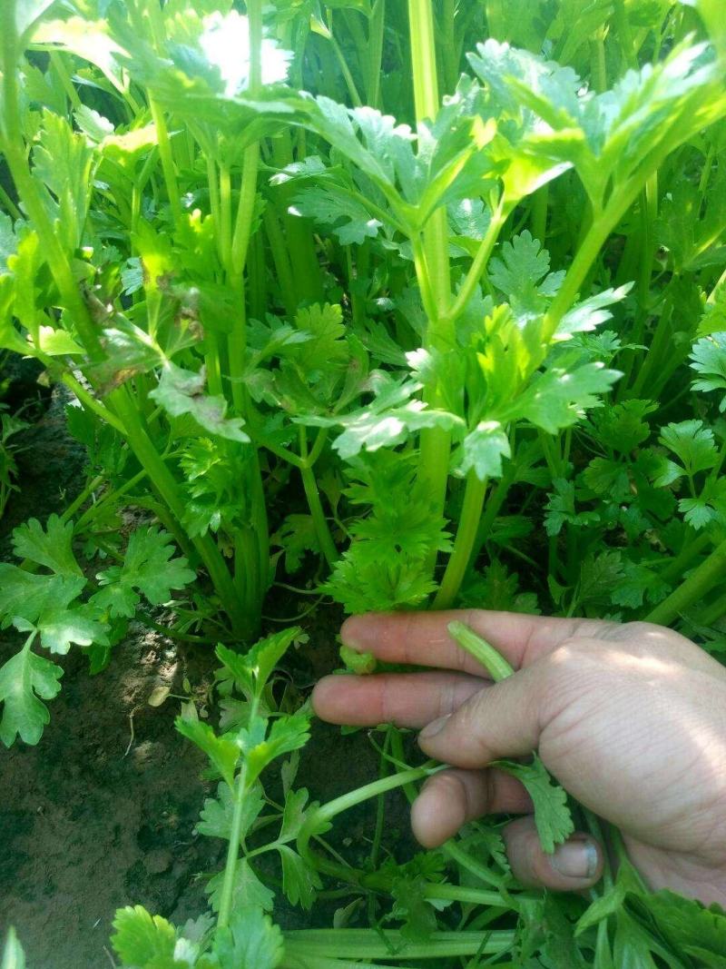 芹菜种籽，速生小芹菜，四季香芹菜种籽，产地直销