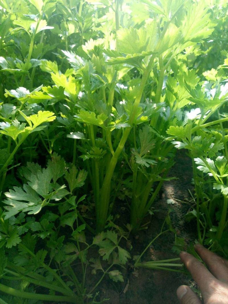 芹菜种籽，速生小芹菜，四季香芹菜种籽，产地直销
