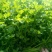 芹菜种籽，速生小芹菜，四季香芹菜种籽，产地直销