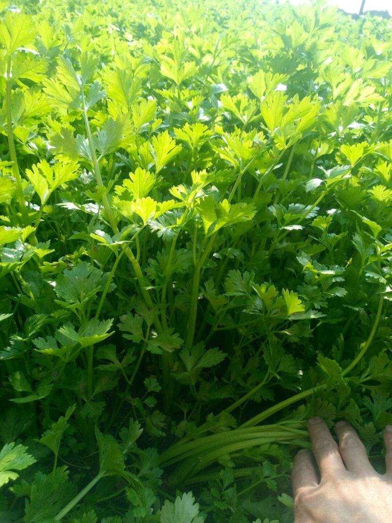 芹菜种籽，速生小芹菜，四季香芹菜种籽，产地直销