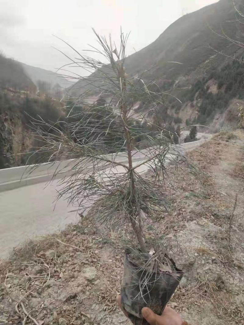 柏树种苗，树苗成活率高