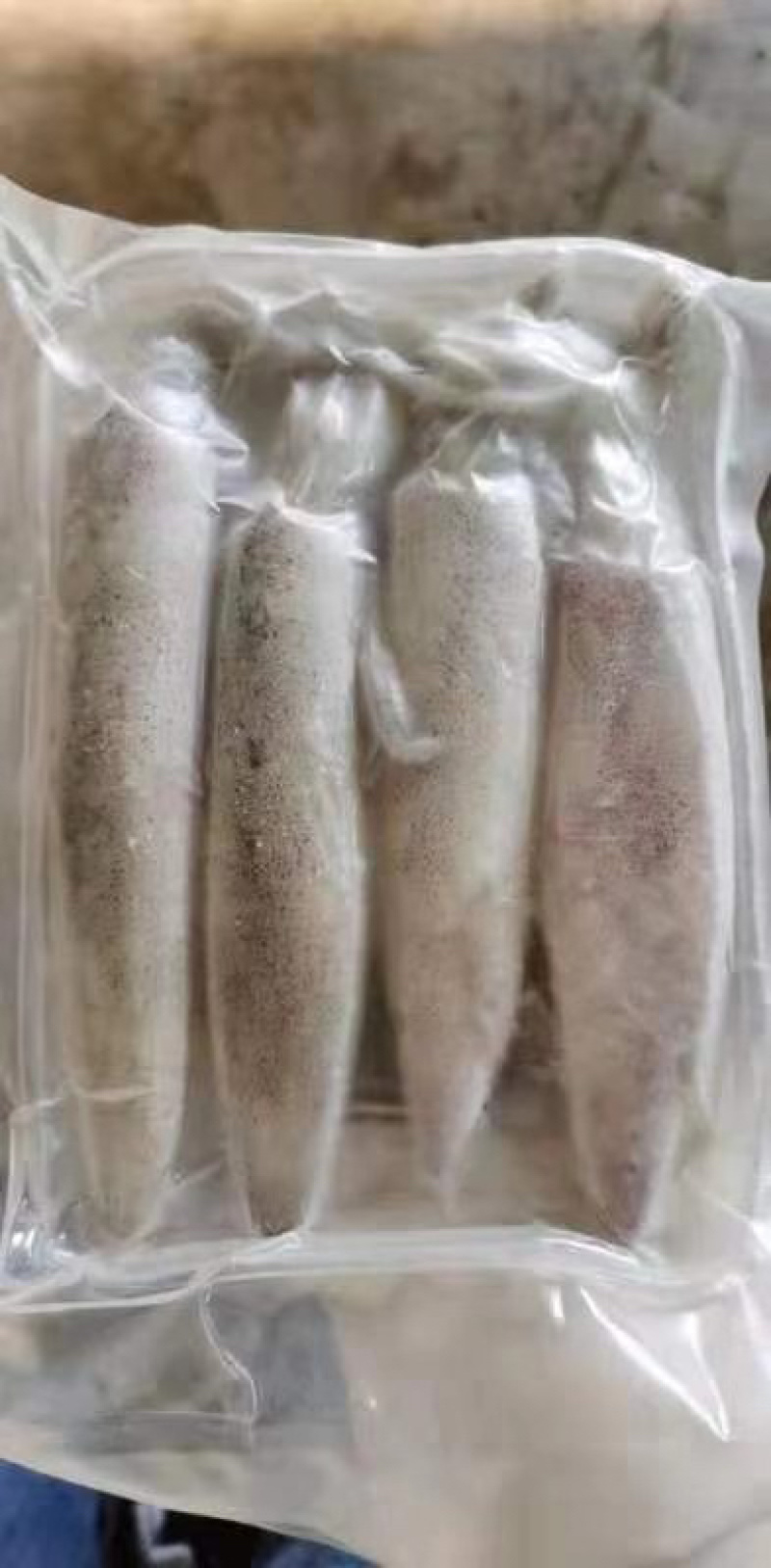 北部湾新鲜鱿鱼水鱿。