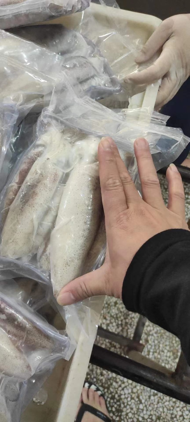 北部湾新鲜鱿鱼水鱿。