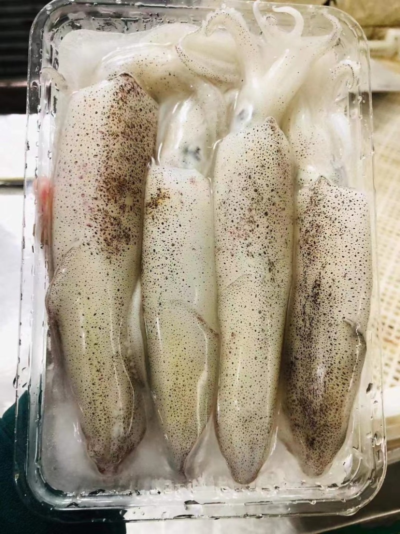 北部湾新鲜鱿鱼水鱿。