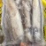 北部湾新鲜鱿鱼水鱿。