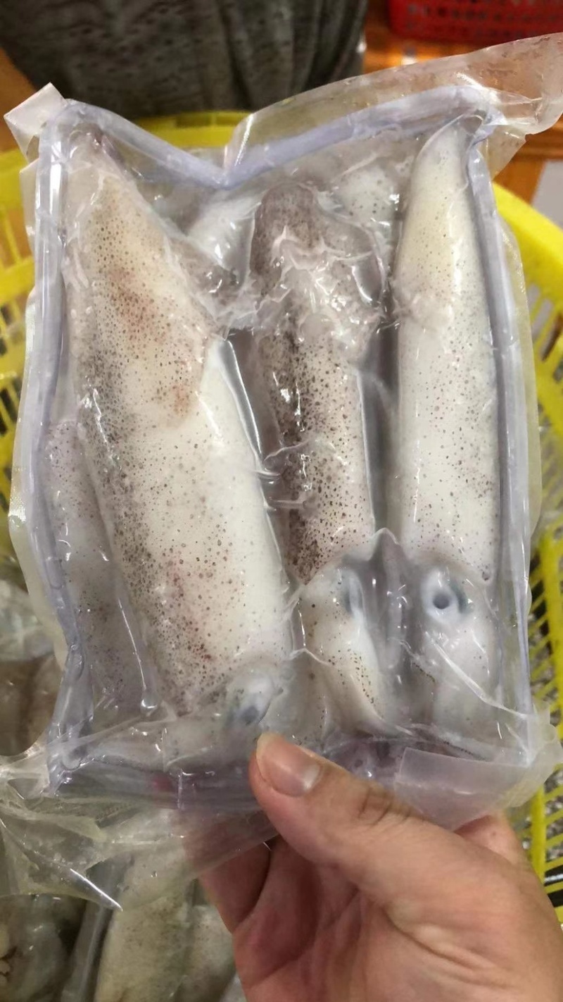 北部湾新鲜鱿鱼水鱿。