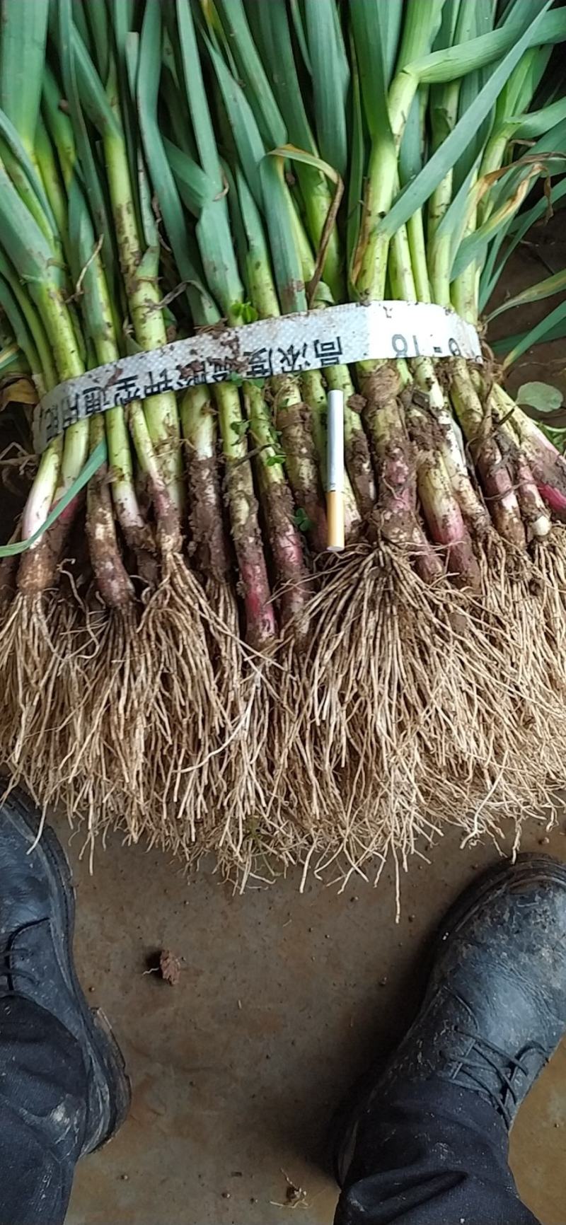 湖北蒜苗【红根蒜苗】万亩基地直供一手货源代发全国