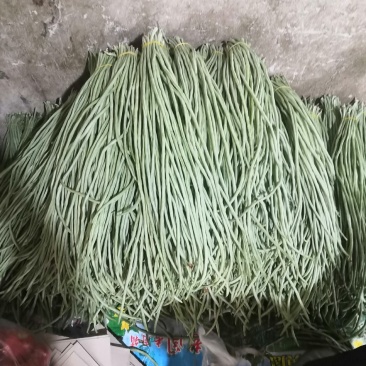长豆角产地直销大量上市