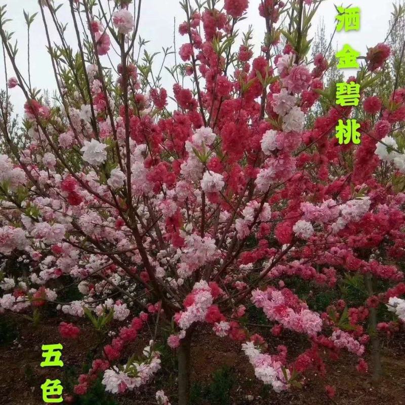 紫叶桃树苗红叶碧桃树苗嫁接紫叶碧桃苗绿化苗紫叶桃别墅风景
