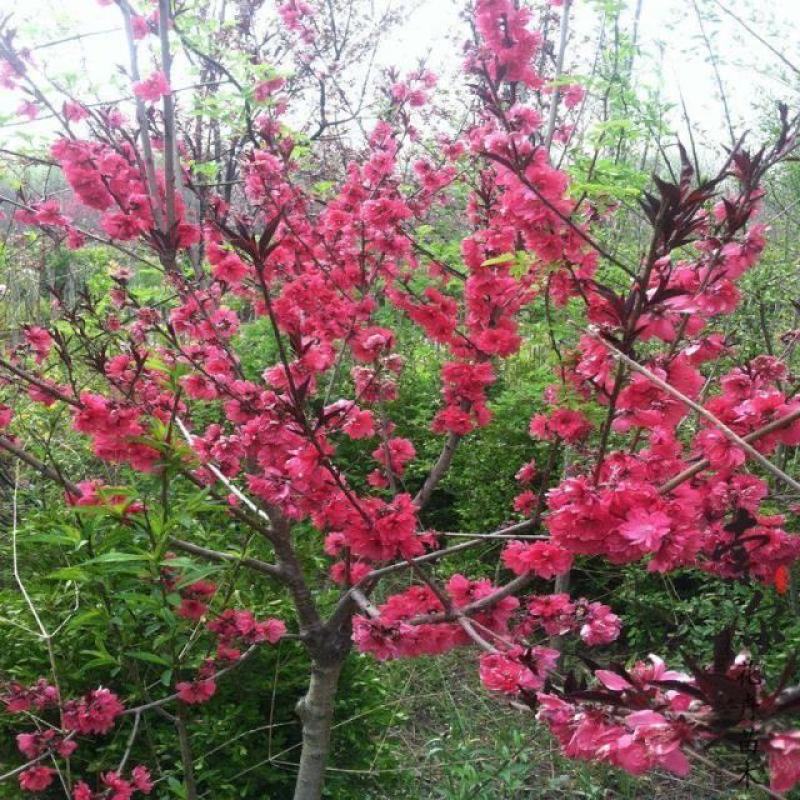 紫叶桃树苗红叶碧桃树苗嫁接紫叶碧桃苗绿化苗紫叶桃别墅风景
