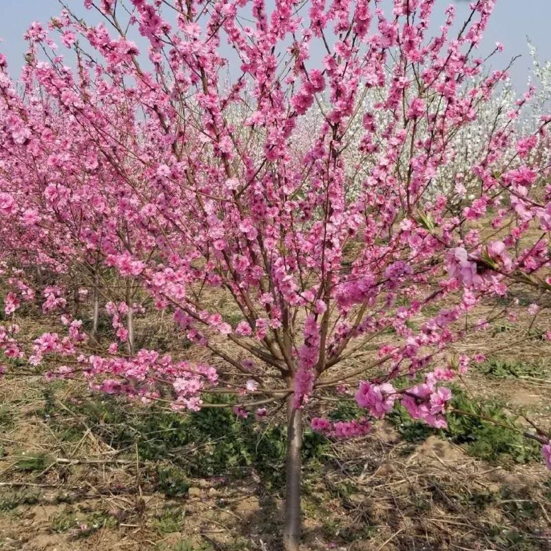 紫叶桃树苗红叶碧桃树苗嫁接紫叶碧桃苗绿化苗紫叶桃别墅风景