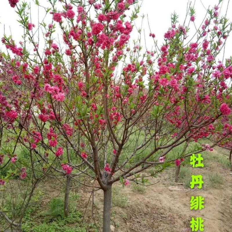 紫叶桃树苗红叶碧桃树苗嫁接紫叶碧桃苗绿化苗紫叶桃别墅风景