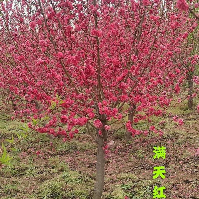 紫叶桃树苗红叶碧桃树苗嫁接紫叶碧桃苗绿化苗紫叶桃别墅风景