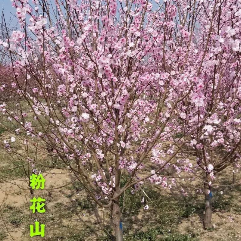 紫叶桃树苗红叶碧桃树苗嫁接紫叶碧桃苗绿化苗紫叶桃别墅风景