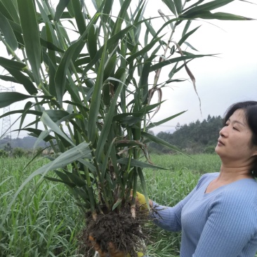 现货供绿洲一号老根苗全光照培育零下25度可安全越冬