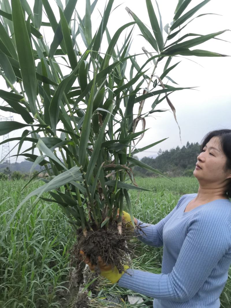现货供绿洲一号老根苗全光照培育零下25度可安全越冬