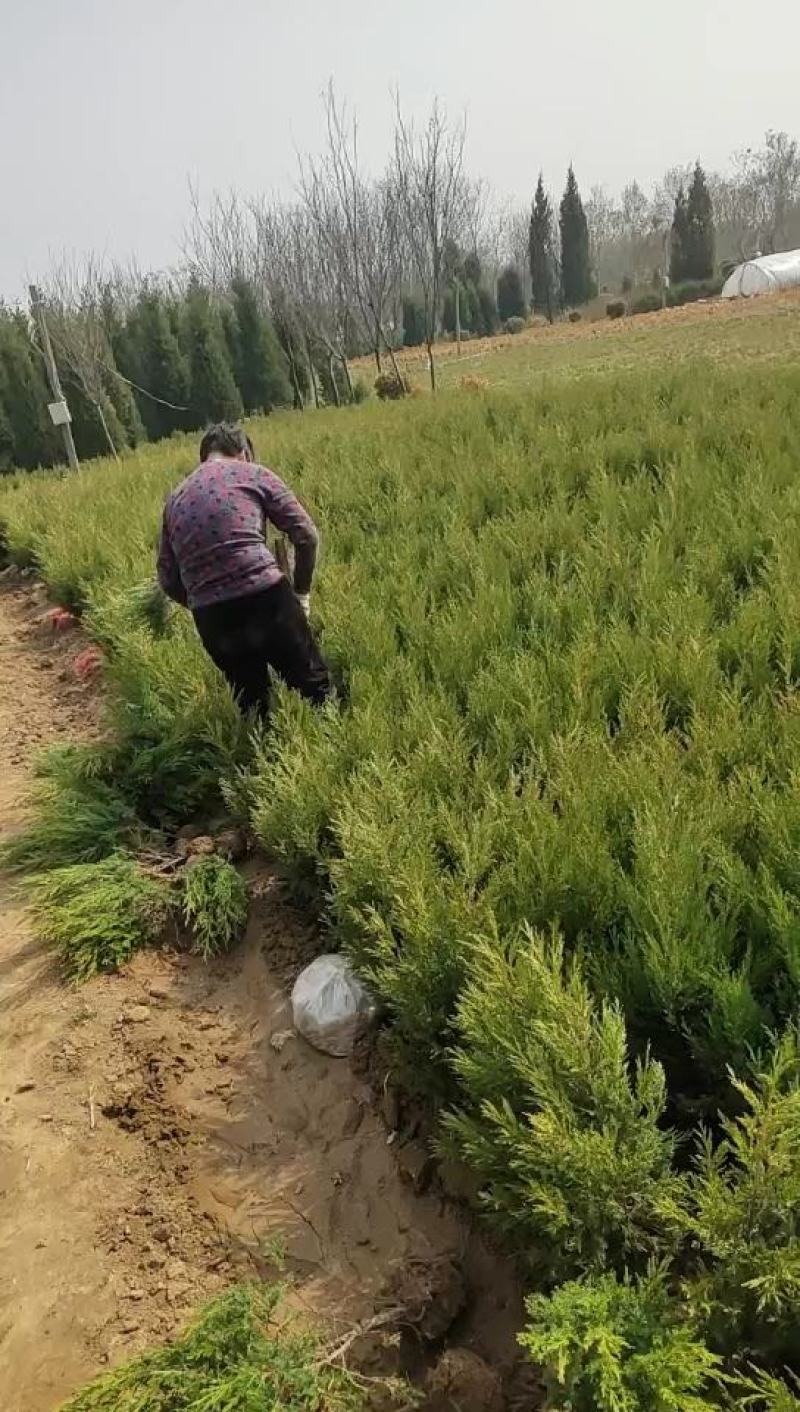 蜀桧墓地松30公分~5米基地直销一手苗