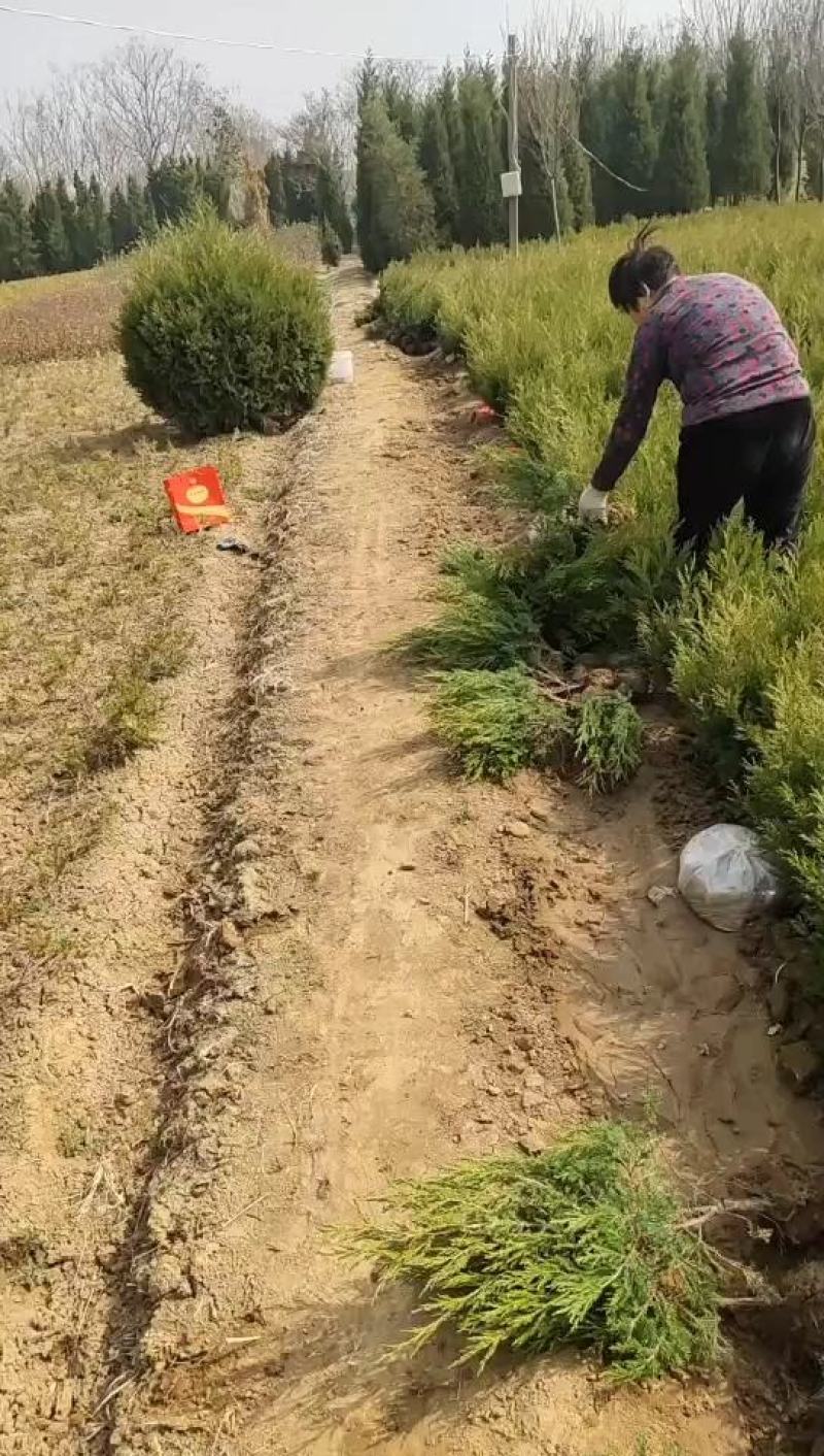 蜀桧墓地松30公分~5米基地直销一手苗