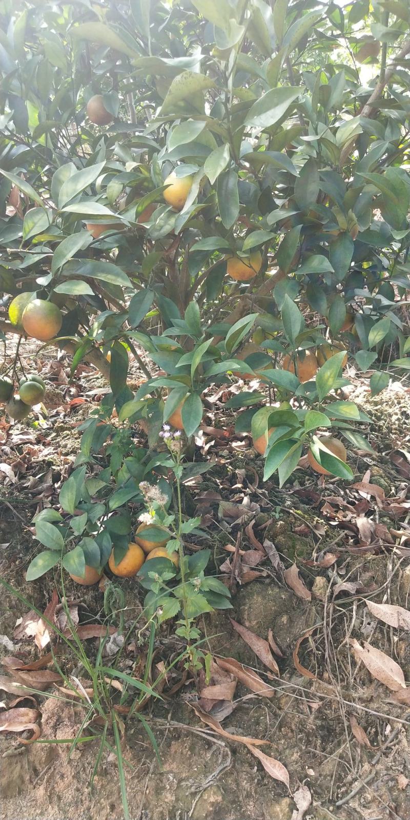 沃柑苗091无核沃柑新品种正品嫁接根系多成活率高南北方种