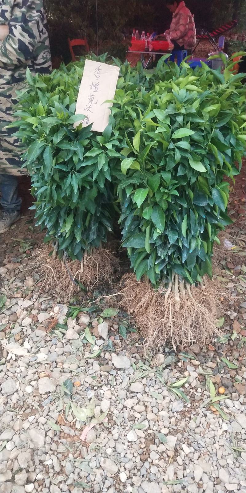 沃柑苗091无核沃柑新品种正品嫁接根系多成活率高南北方种