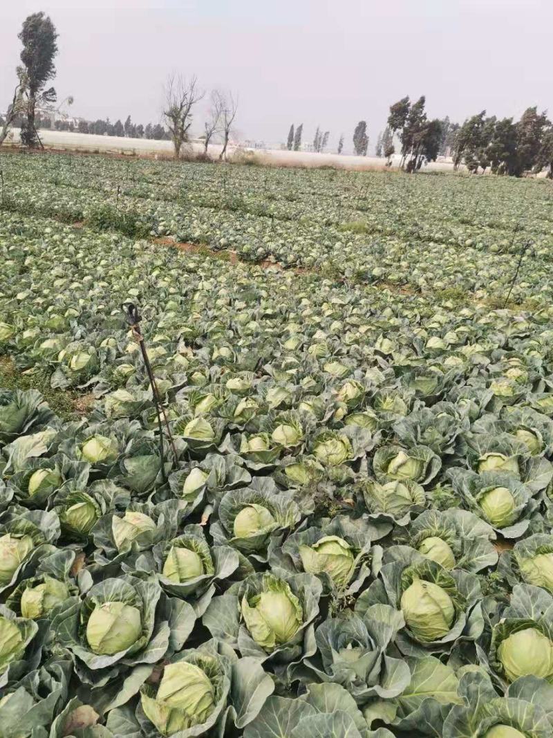 精品甘蓝大量有货欢迎新老客户代购