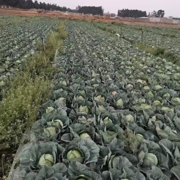 精品甘蓝大量有货欢迎新老客户代购