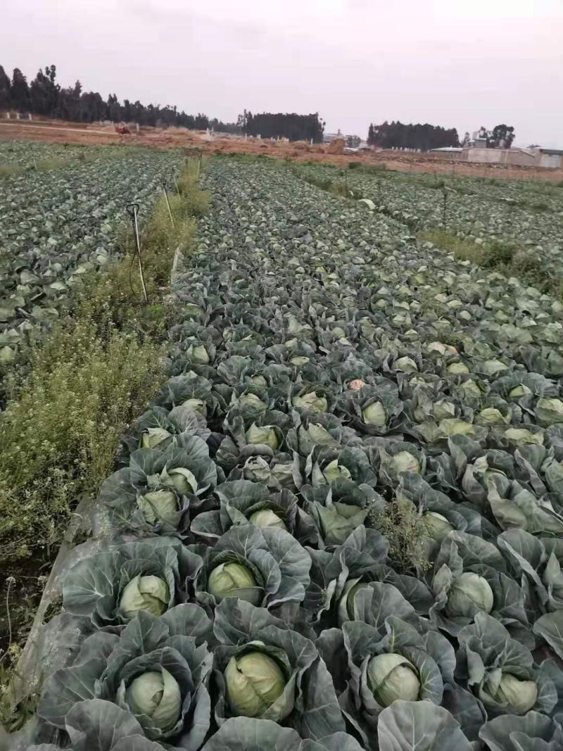 精品甘蓝大量有货欢迎新老客户代购