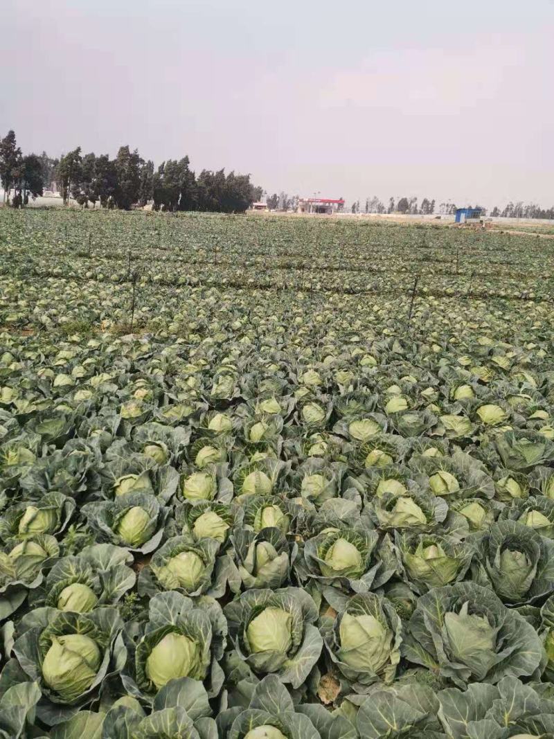 精品甘蓝大量有货欢迎新老客户代购