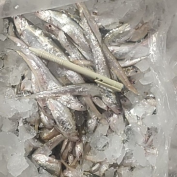 冰鲜毛刀鱼十二到十六公分，常年有货，欢迎老板下单咨询