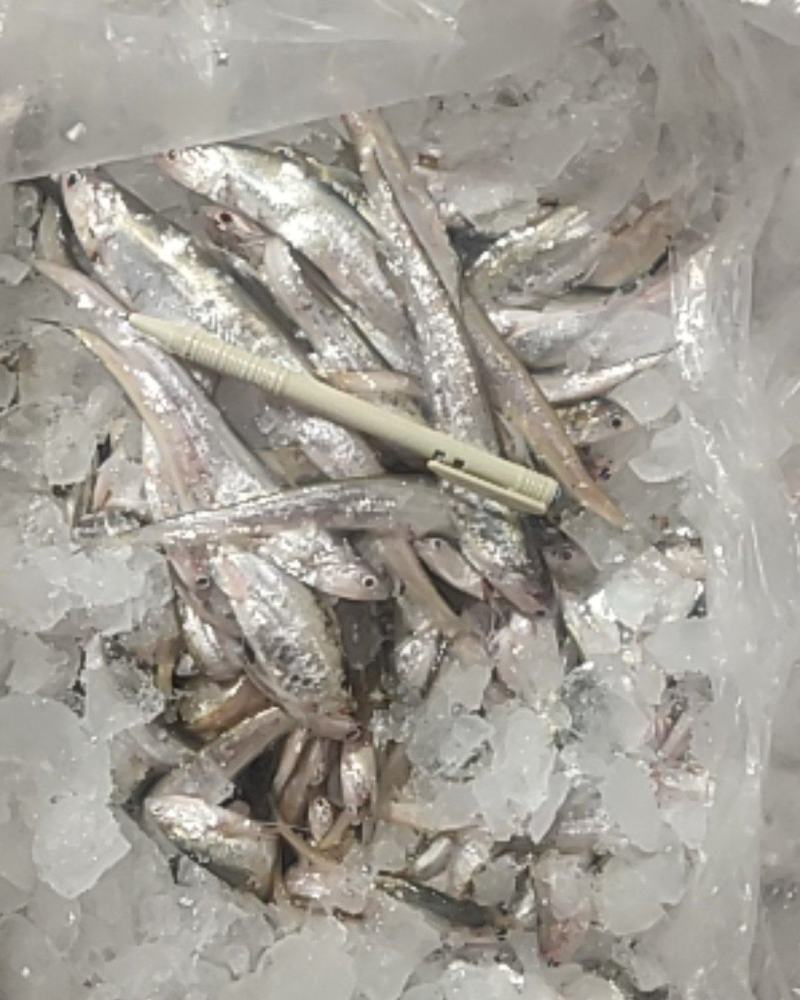 冰鲜毛刀鱼十二到十六公分，常年有货，欢迎老板下单咨询
