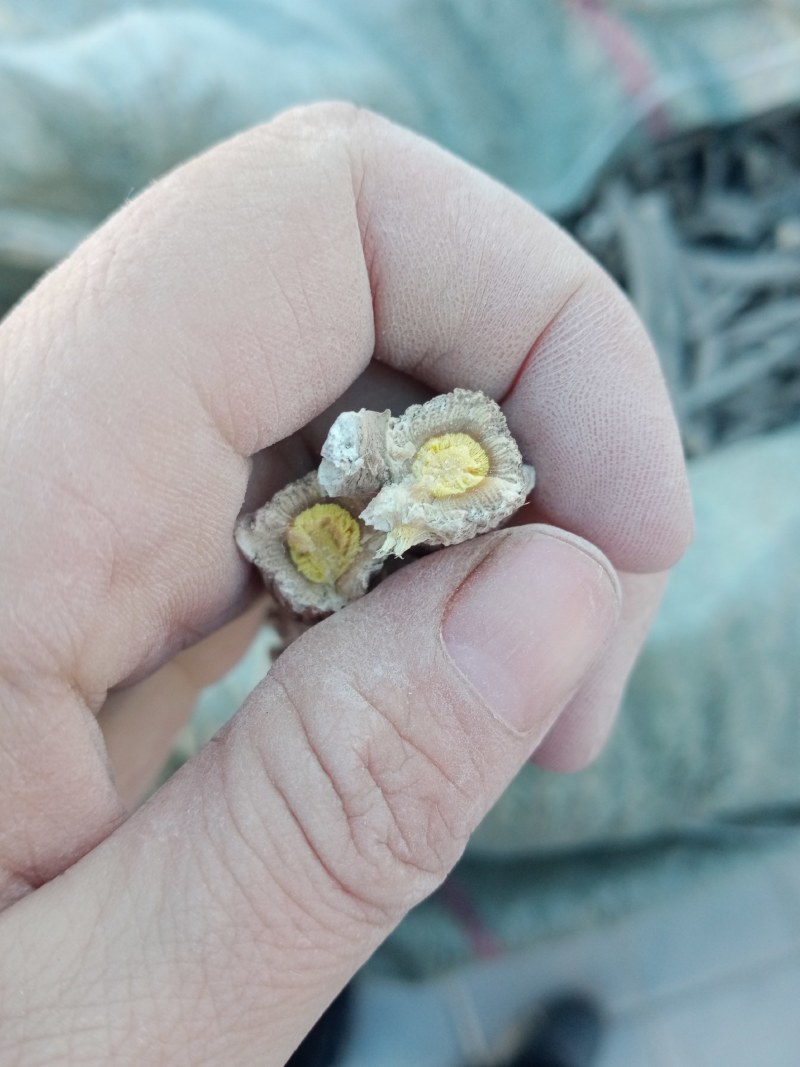 中药材板蓝根产地直销一手货原