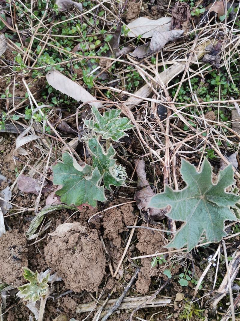 通草苗，一年苗包存活、大通俗名、基地直销