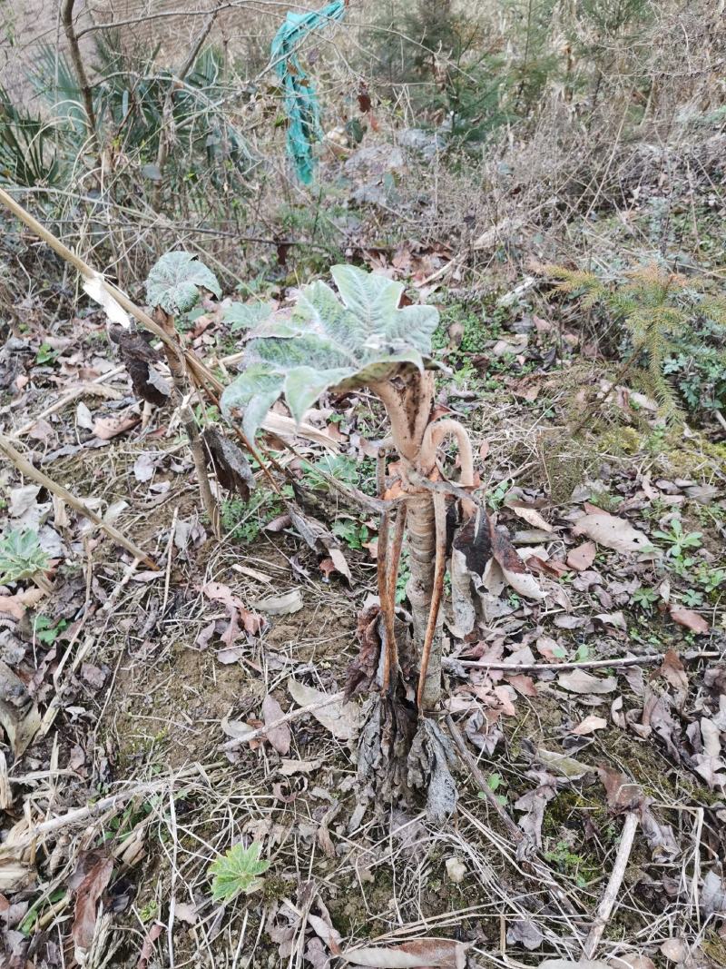 通草苗，一年苗包存活、大通俗名、基地直销