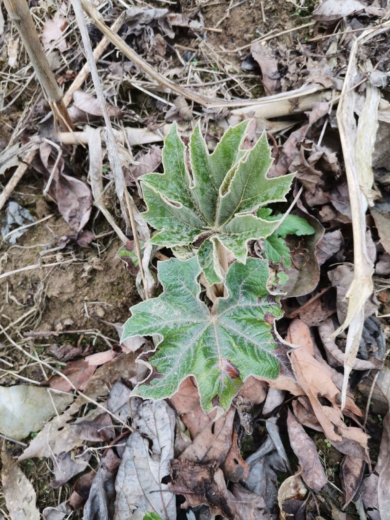 通草苗，一年苗包存活、大通俗名、基地直销