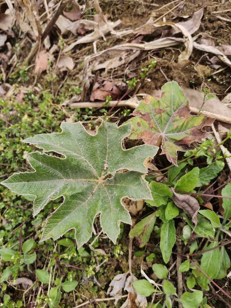 通草苗，一年苗包存活、大通俗名、基地直销