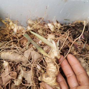 黄精种芽，姜型多花不倒，黄精苗精选品种。