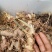 黄精种芽，姜型多花不倒，黄精苗精选品种。