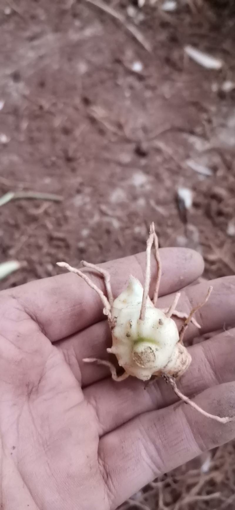黄精种芽，姜型多花不倒，黄精苗精选品种。