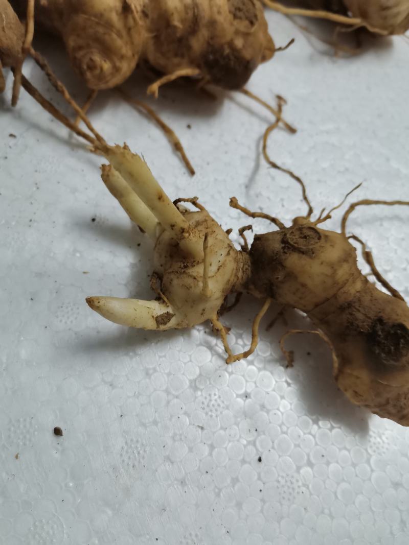 黄精种芽，姜型多花不倒，黄精苗精选品种。