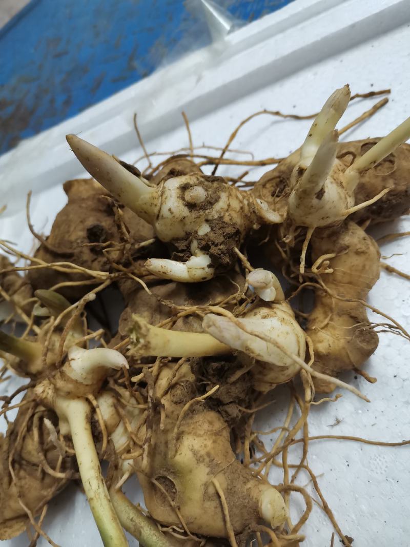 黄精种芽，姜型多花不倒，黄精苗精选品种。