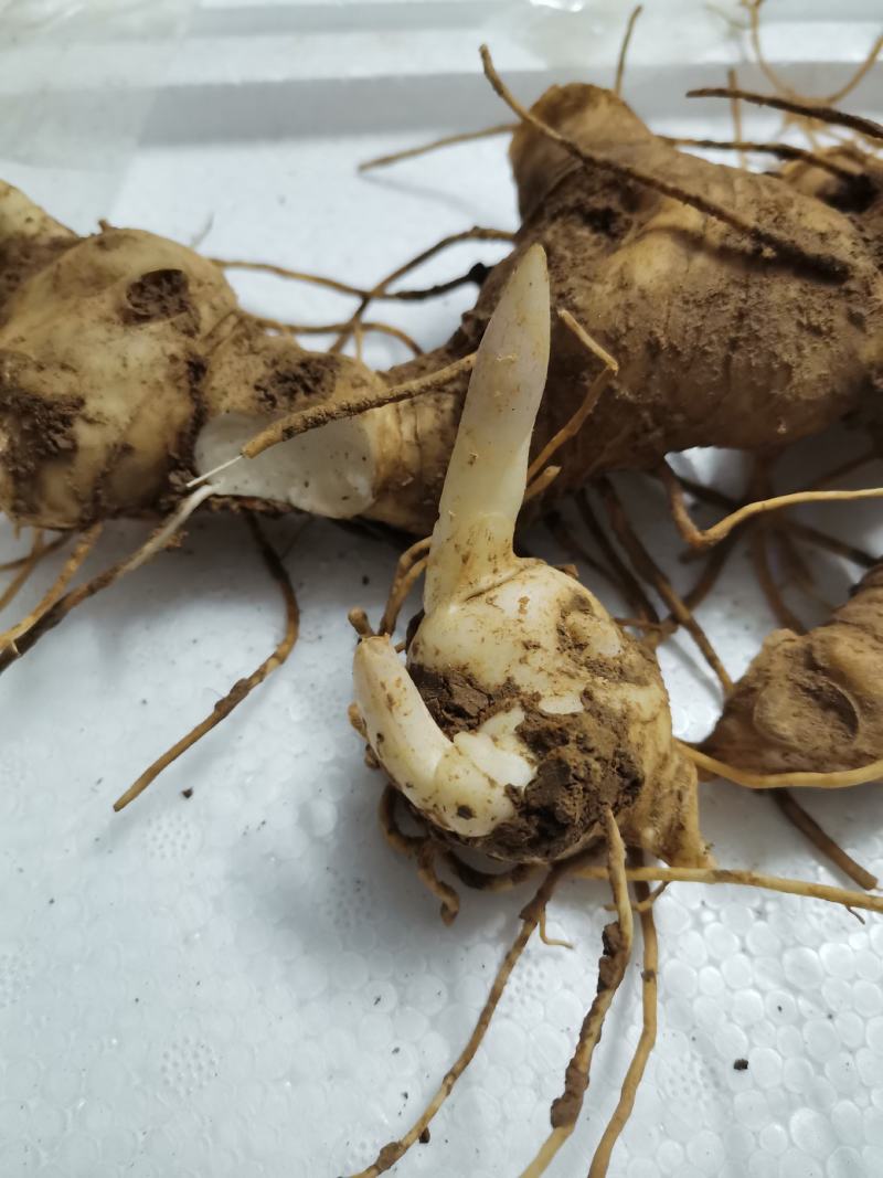 黄精种芽，姜型多花不倒，黄精苗精选品种。