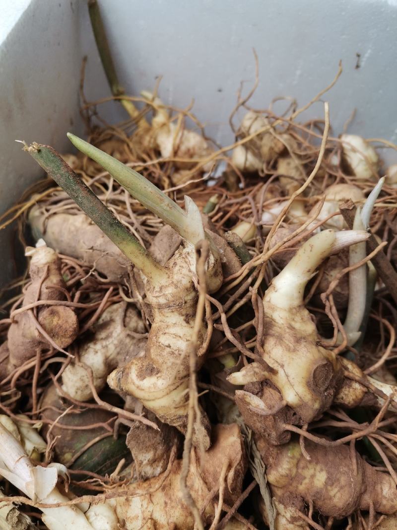黄精种芽，姜型多花不倒，黄精苗精选品种。