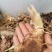 黄精种芽，姜型多花不倒，黄精苗精选品种。