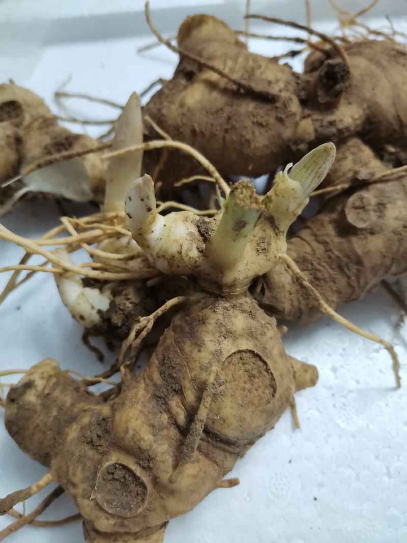 黄精种芽，姜型多花不倒，黄精苗精选品种。